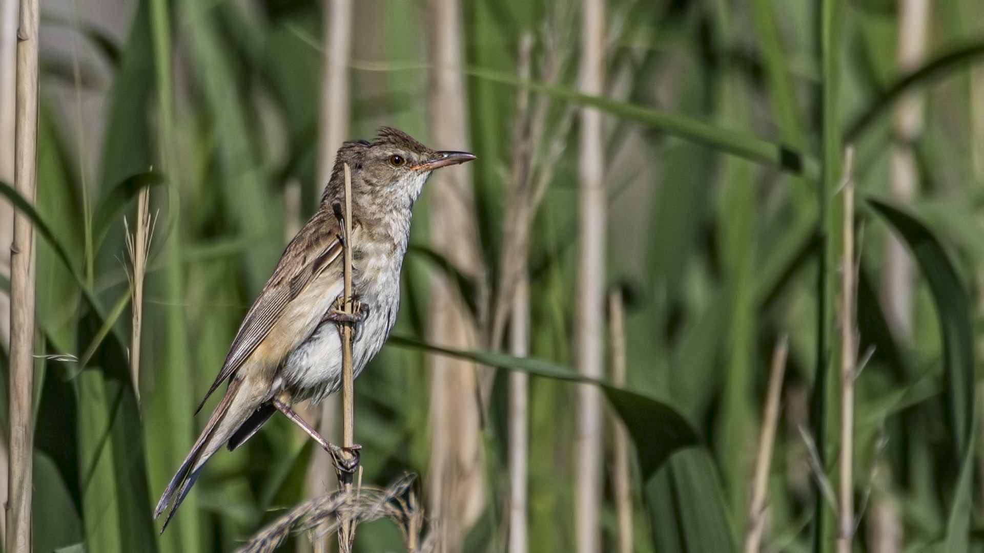 Great Reed Warbler